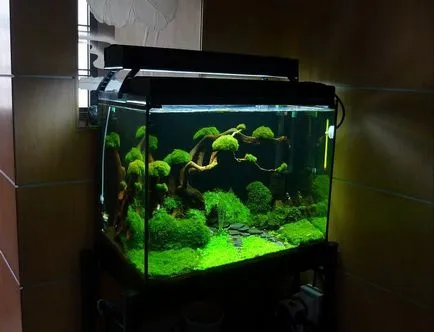 bonsai artificiala pentru etapa de mâini cu pas, cu fotografii, o clasă de master, modul de a face cele mai detaliate (bonsai) bonsai artificiale pentru etapa de mâini cu pas, cu fotografii, o clasă de master, modul de a face cele mai detaliate
