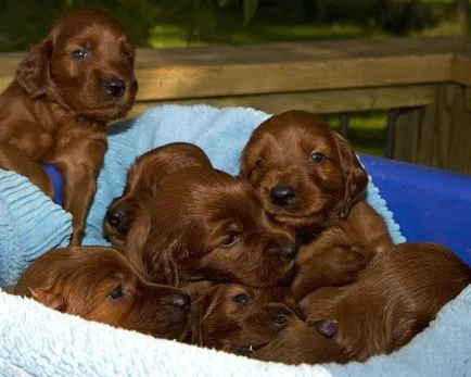 Setterul irlandez fotografie, descriere rasa, caracterul și preț (Setter) Foto Setterul irlandez, descriere rasa, caracterul și preț