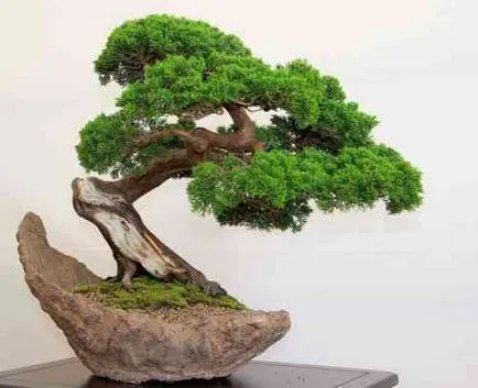 bonsai artificiala pentru etapa de mâini cu pas, cu fotografii, o clasă de master, modul de a face cele mai detaliate (bonsai) bonsai artificiale pentru etapa de mâini cu pas, cu fotografii, o clasă de master, modul de a face cele mai detaliate