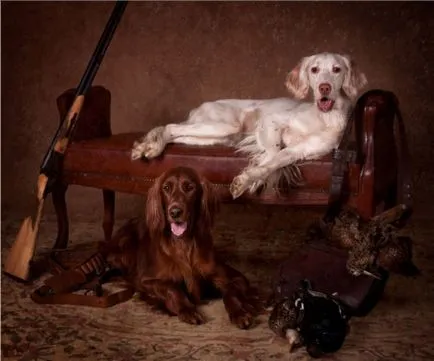 fotografie setter irlandez, descriere rasa, caracterul și preț (irlandeză) Foto Setterul irlandez, descriere rasa, caracterul și preț