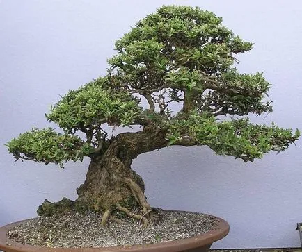 bonsai artificiale pentru etapa de mâini cu pas, cu fotografii, o clasă de master, modul de a face cele mai detaliate (mâini) bonsai artificiale pentru etapa de mâini cu pas, cu fotografii, o clasă de master, modul de a face cele mai detaliate
