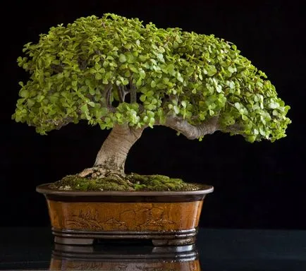 bonsai artificiale pentru etapa de mâini cu pas, cu fotografii, o clasă de master, modul de a face cel mai detaliat (pas cu pas) bonsai artificiale pentru etapa de mâini cu pas, cu fotografii, o clasă de master, modul de a face cele mai detaliate