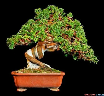 bonsai artificiale pentru etapa de mâini cu pas, cu fotografii, o clasă de master, modul de a face cele mai detaliate (artificiale) bonsai artificiale pentru etapa de mâini cu pas, cu fotografii, o clasă de master, modul de a face cele mai detaliate