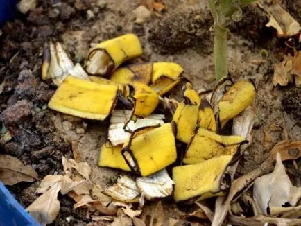 îngrășământ de calitate pentru răsaduri de piei de banane (piele de banane pentru flori) îngrășământ de calitate pentru răsaduri de piei de banane