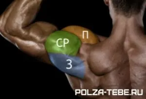Cum să rapid și corect pentru a pompa umeri mari