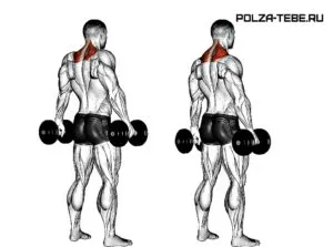 Cum de a pompa rapid trapez cele mai bune exerciții (exerciții) Cum de a pompa rapid trapez cele mai bune exerciții