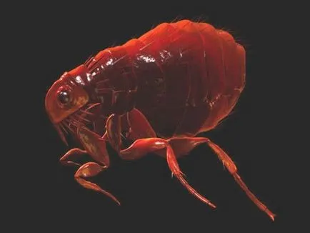 Cum să se ocupe cu purici (purici) Cum să se ocupe cu purici