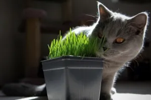 Ce plante cum ar fi pisica, pisica elegant (dragoste) Ce plante cum ar fi pisica, pisica elegant