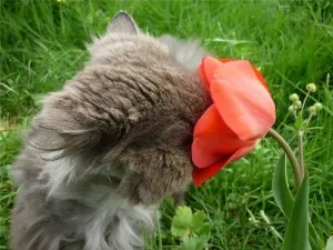 Ce plante cum ar fi pisica, pisica elegant (pisici) Ce plante cum ar fi pisica, pisica elegant