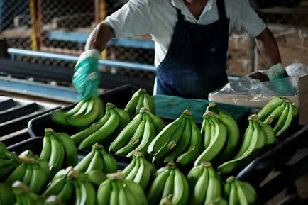 Cum și unde să crească banane, modul în care acestea sunt colectate, pulson (orice altceva). Cum și unde să crească banane, modul în care acestea sunt colectate, pulson