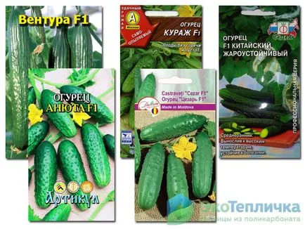 Ce soiuri de castravete este mai bine pentru a planta într-o seră la viteze diferite