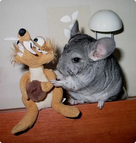 Cum și ce să se hrănească chinchilla