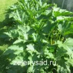 Cum, când și ce să se hrănească crin (crini) Cum, când și ce să se hrănească Lily