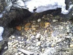 Cum de a căuta detector de metale de aur în fluxurile, râu, munți (ca căutarea de aur) Cum de a căuta cu un detector de metale de aur în golfuri, râu, munți