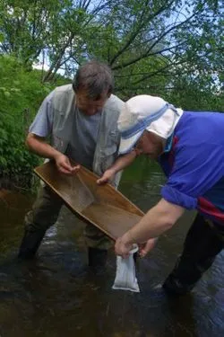 Cum de a căuta detector de metale de aur în fluxurile, râu, munți (fluxuri) Cum de a căuta cu un detector de metale de aur în golfuri, râu, munți