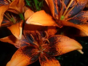 Cum, când și ce să se hrănească un crin (crini de primăvară de alimentare) Cum, când și ce să se hrănească Lily