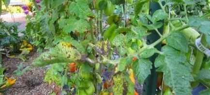 Cum sa scapi de afide pe tomate