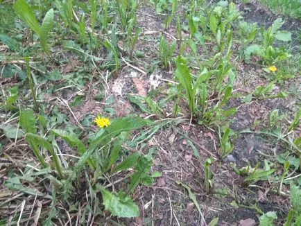 Cum să scapi de iarbă în grădină o dată pentru totdeauna