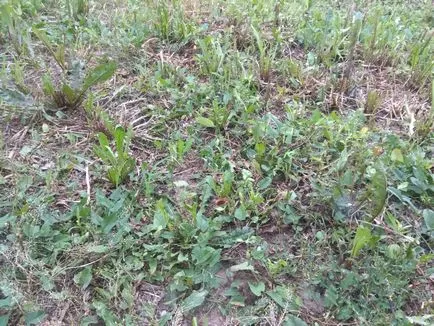 Cum să scapi de iarbă în grădină o dată pentru totdeauna