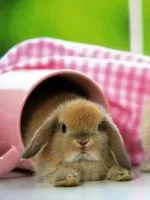 Cum pentru a curăța hamster