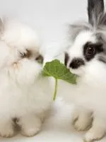 Cum pentru a curăța hamster