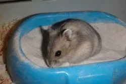 Cum pentru a curăța hamster