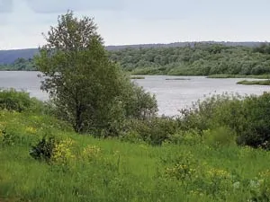 Ca acasă furnică în grabă, știință și viață