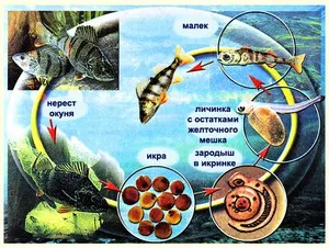 Cum se poate reproduce râu, mare și pești de acvariu