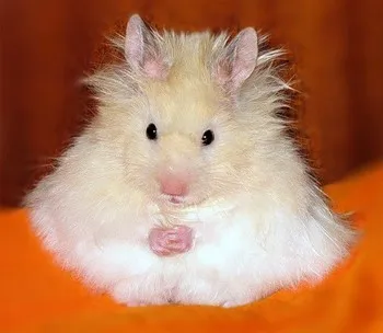 Cum să se scalde Jungar de hamster și acasă (scălda) Cum să se scalde Jungar hamster și acasă