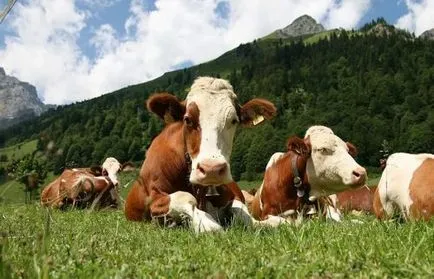 Cum de a începe o afacere profitabilă în efectivele de animale de la zero