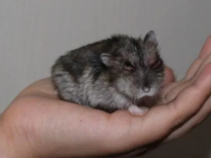 Cum de a trata bolile de hamsteri dzhungarikov (boli de ochi hamsteri) Cum de a trata bolile de hamsteri dzhungarikov