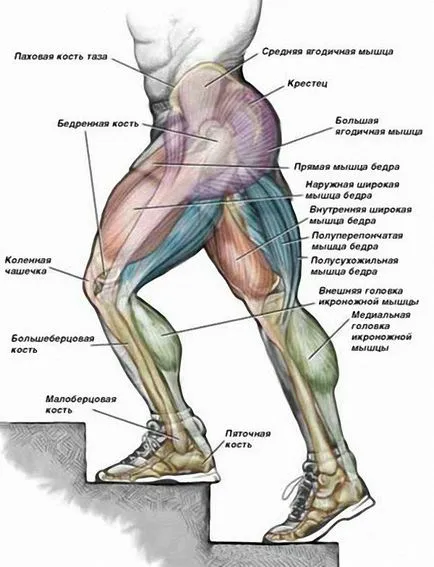 Cum de a construi picioare la fel de repede pompa până fata picioare