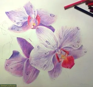 Cum de a desena cu creioane colorate orhidee treptat (în etape) Cum de a desena orhidee creioane colorate treptat