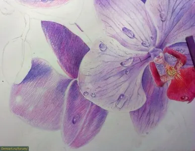 Cum de a desena orhidee creioane colorate treptat (creioane) Cum de a desena orhidee creioane colorate treptat