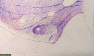 Cum de a desena etape orhidee creioane colorate (ca orhidee remiză) Cum de a desena orhidee creioane colorate treptat