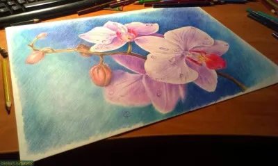 Cum de a desena orhidee creioane colorate treptat (vopsea) Cum de a desena orhidee creioane colorate treptat