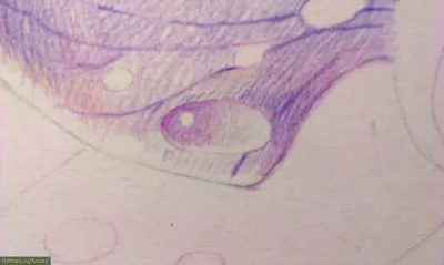 Cum de a desena orhidee creioane colorate treptat (orhidee) Cum de a desena orhidee creioane colorate treptat
