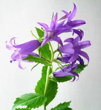 Cum de a desena un clopote de flori