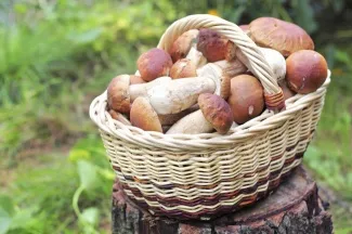 Cum să nu otrăvească ciuperci (ciuperci) Cum să nu otrăvească ciuperci