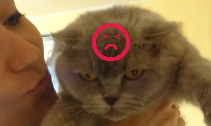 Cum să nu fie ofensat de Renault