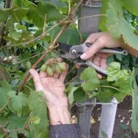 Cum să taie strugurii în vara anului care nu sunt necesare pentru a îmbunătăți lăstari culturilor