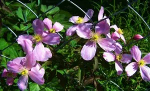Cum să taie Clematis cu flori luxuriante, sau trei grupuri de tăiere Clematis