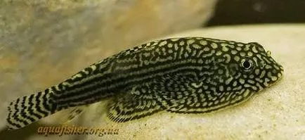 Cum se curata un acvariu, nu schimba apa - de curățare de pește - apa - sursa de frumusete si tineret (Aquarium) Cum se curata un acvariu, nu schimba apa - de curățare de pește - apa - sursa de frumusețe și de tineret