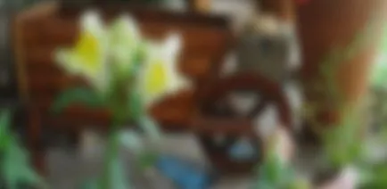 Cum de a decora un balcon cu flori - flori pe balcon (fotografie) (modul de a decora un balcon cu flori) Cum de a decora un balcon cu flori - flori pe balcon (foto)