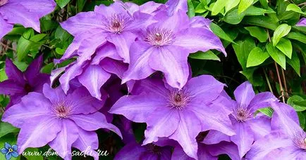 Cum să taie Clematis
