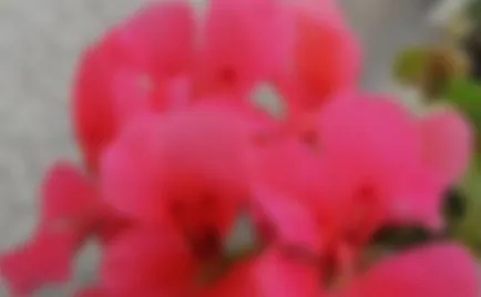 Cum de a decora un balcon cu flori - flori pe balcon (foto) (flori) Cum de a decora un balcon cu flori - flori pe balcon (foto)