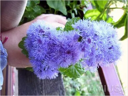Cum de a decora un balcon cu flori - flori pe balcon (foto) (flori) Cum de a decora un balcon cu flori - flori pe balcon (foto)