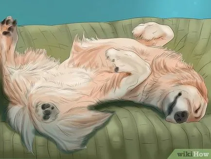 Cum de a comunica cu cainele (câinele Wags coada) Cum de a comunica cu cainele tau