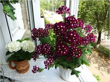 Cum de a decora un balcon cu flori - flori pe balcon (foto) (problema) Cum de a decora un balcon cu flori - flori pe balcon (foto)