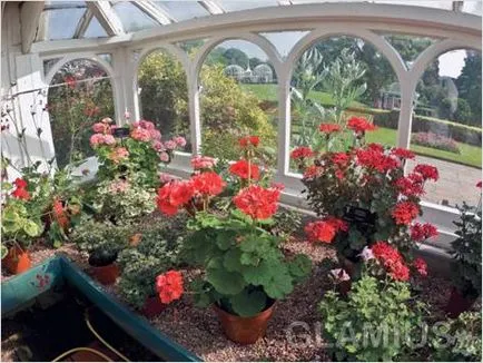 Cum de a decora un balcon cu flori - flori pe balcon (fotografie) (modul de a decora un balcon cu flori) Cum de a decora un balcon cu flori - flori pe balcon (foto)